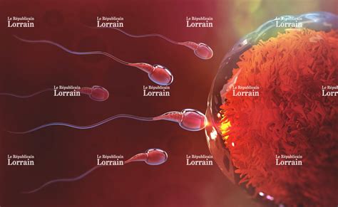 temps spermatozoide feconde ovule|La fécondation : la course du spermatozoïde vers lovule